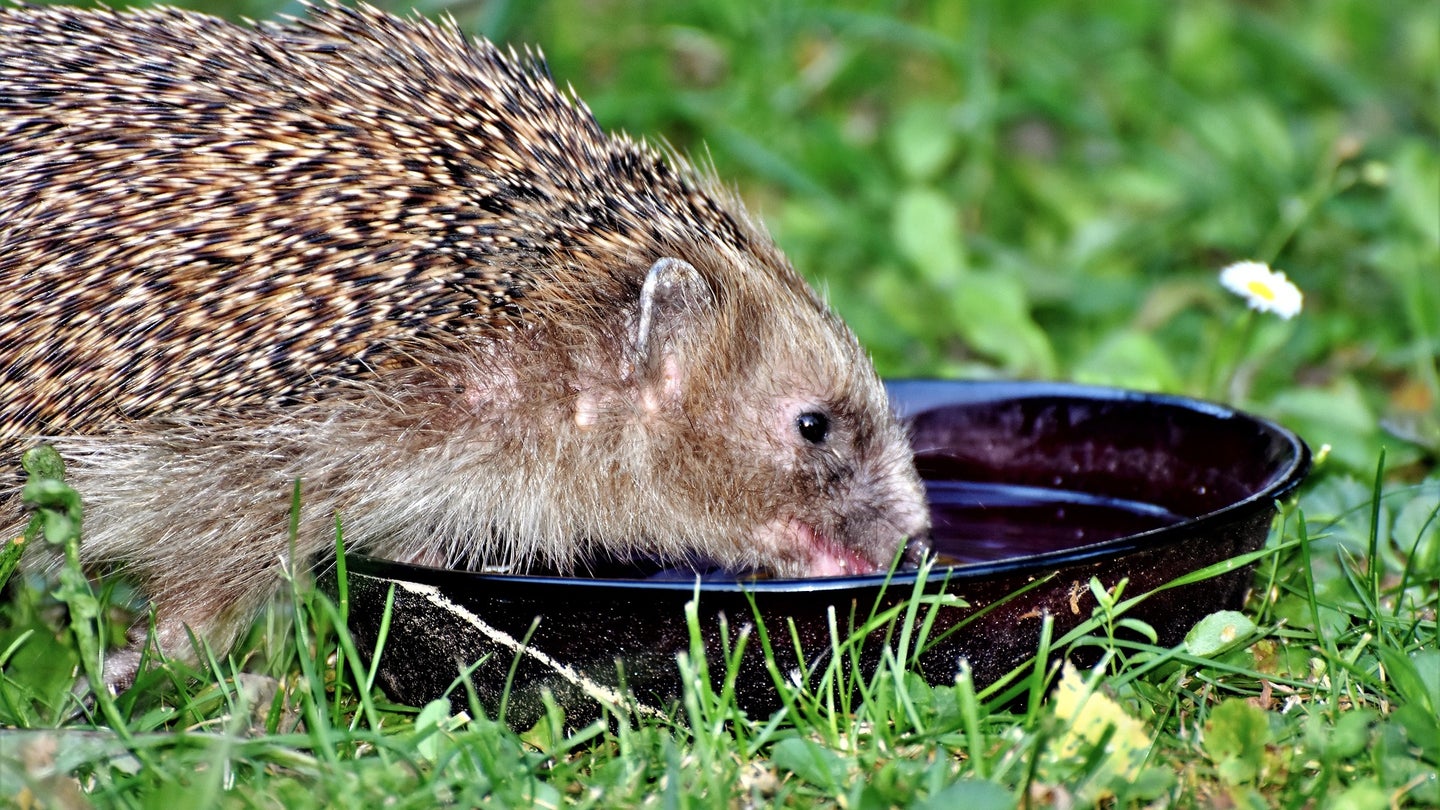 A hedgehog drinking water out of a bowl on some grass.