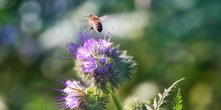 Pesticides might be worse for bees than we thought