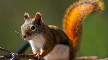 Scientists confirm that squirrels are amazing gymnasts