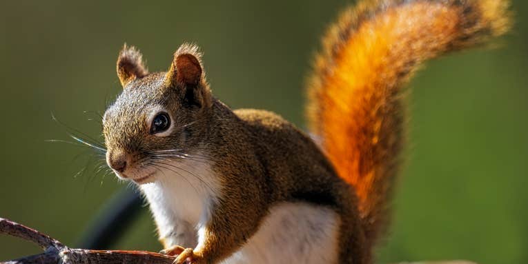 Scientists confirm that squirrels are amazing gymnasts