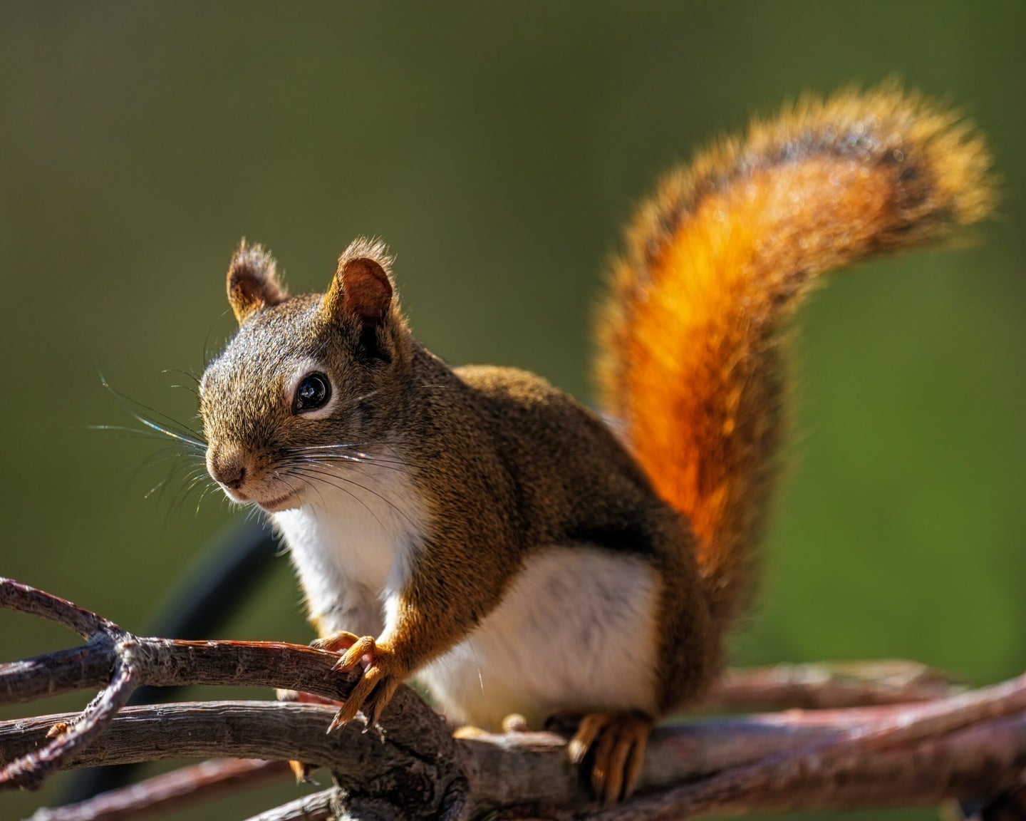 Scientists confirm that squirrels are amazing gymnasts | Popular Science