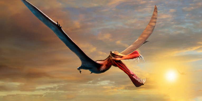 This dragon-like reptile once soared over Australia