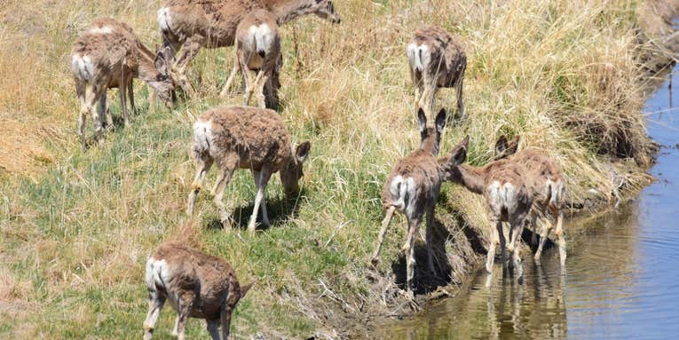 This hardy deer species is being pushed to its limits by the megadrought out West