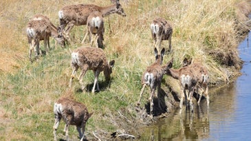 Mule deer herd grazing in shallow water and dry grass