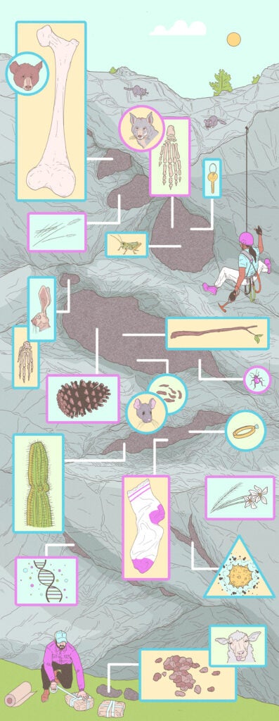 a drawing of a cave with inset images zoomed in on bits of trash and natural items collected by packrats