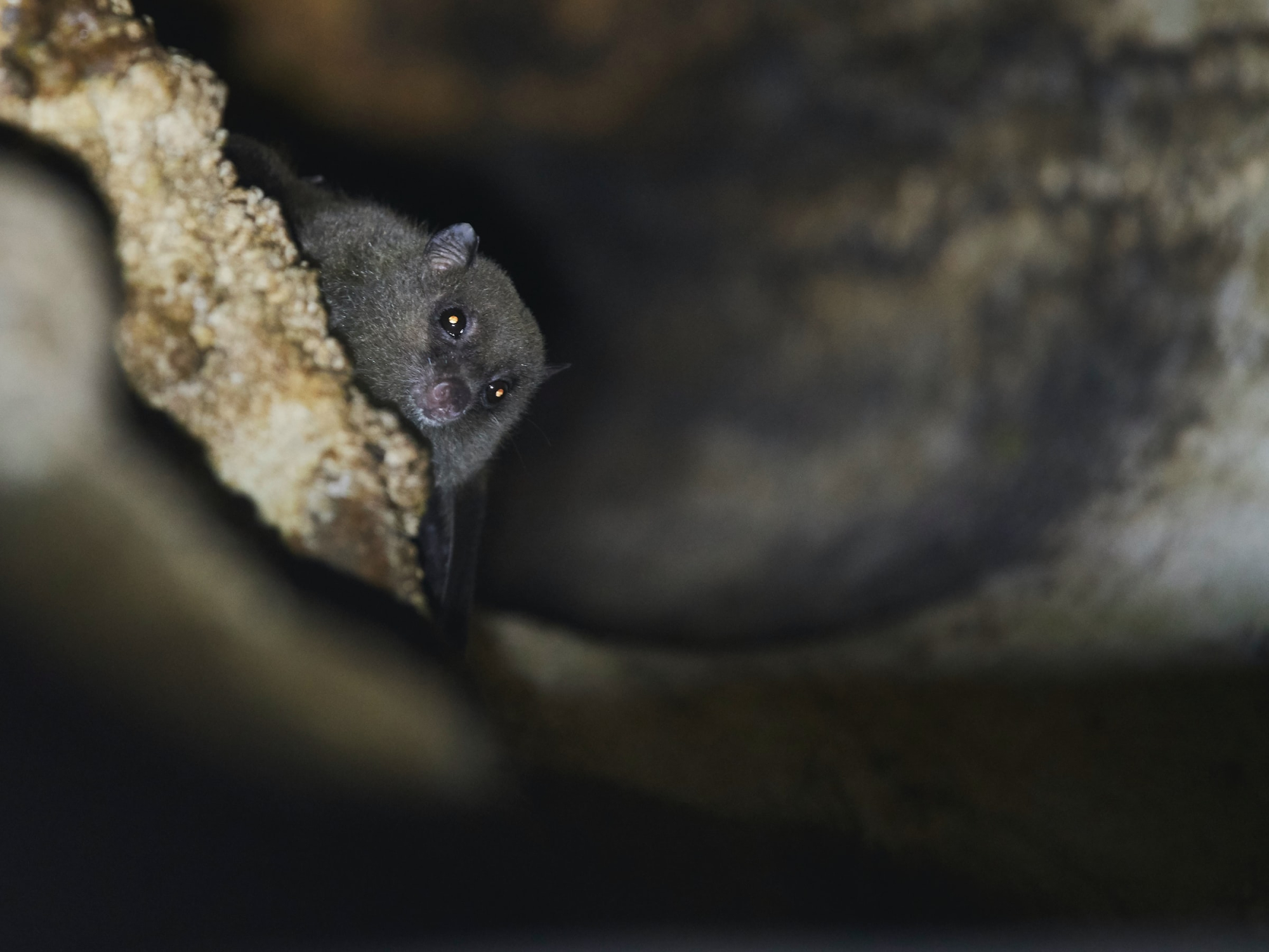 Notopteris neocaledonica, the New Caledonia blossom bat, an endangered bat species endemic to New Caledonia.