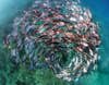 School of jackfish in Great Barrier Reef