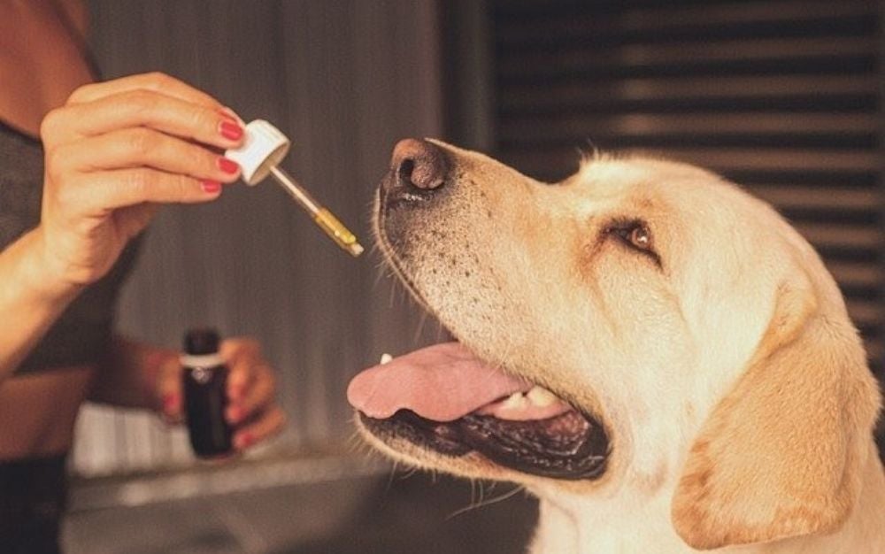 Best CBD oil for dogs with cancer | Popular Science