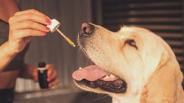 A large beige dog who with his tongue out is dripping a few drops of soothing oil from a person's hand.
