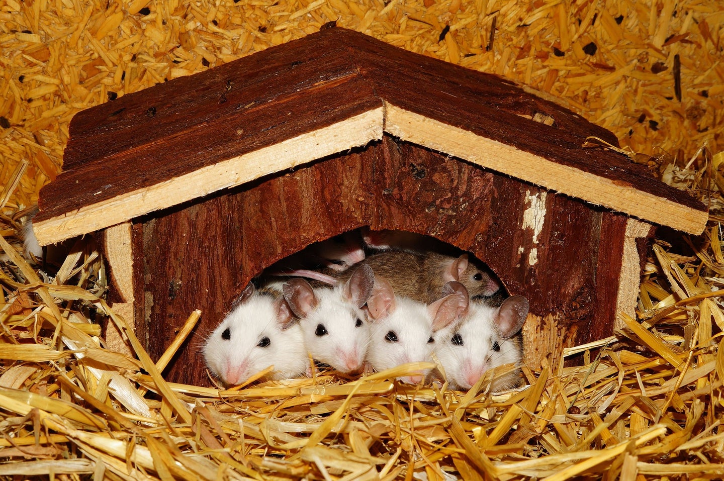 Young female mice act as "babysitters," learning crucial parenting tips from hands-on practice.