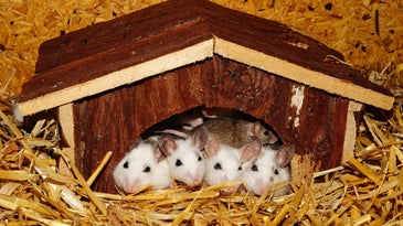 Young mice learn to parent by babysitting
