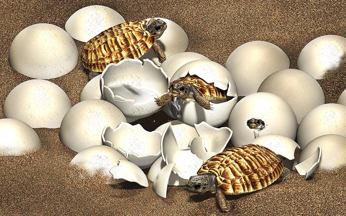 An illustration of a best of hatchling baby turtles.