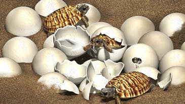 A fossilized egg laid by an extinct, human-sized turtle holds a rare jackpot