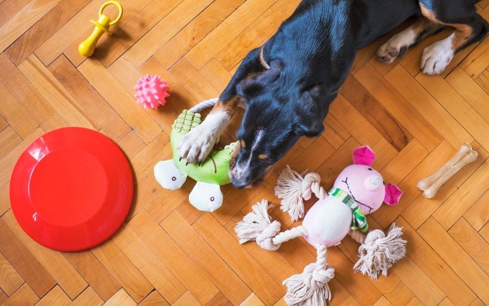 Keep your dog healthy and happy with the best dog toys.