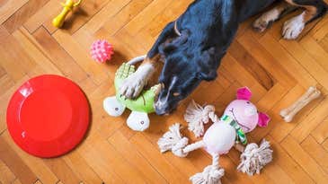 The best dog toys of 2024