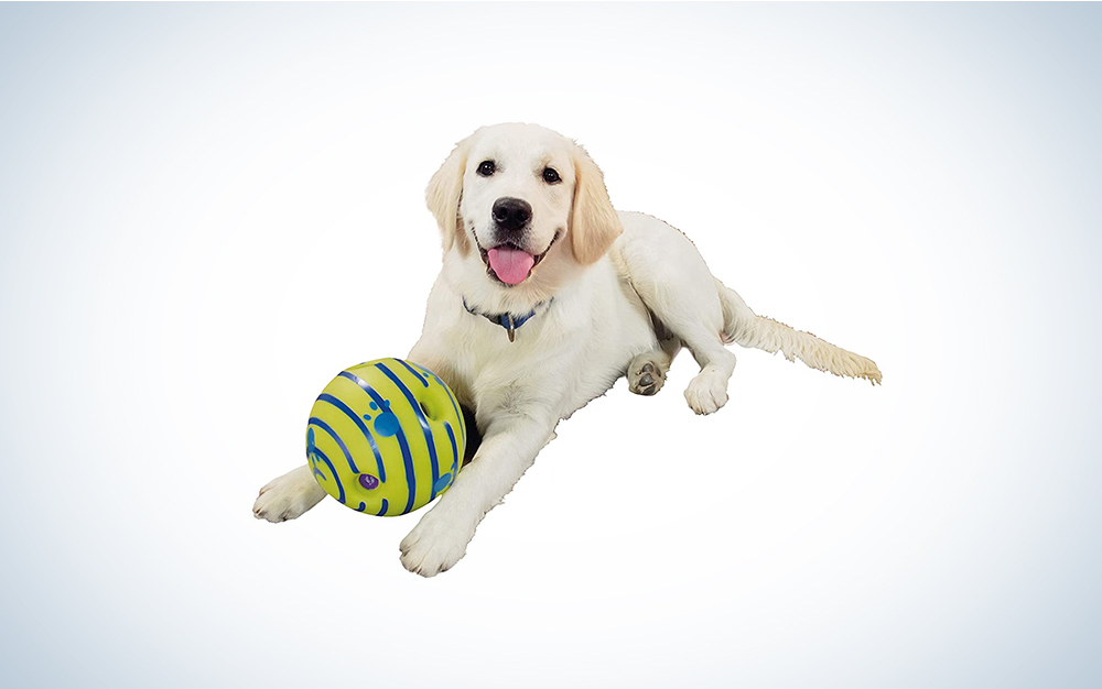 dog posing with the wobble wag giggle ball.