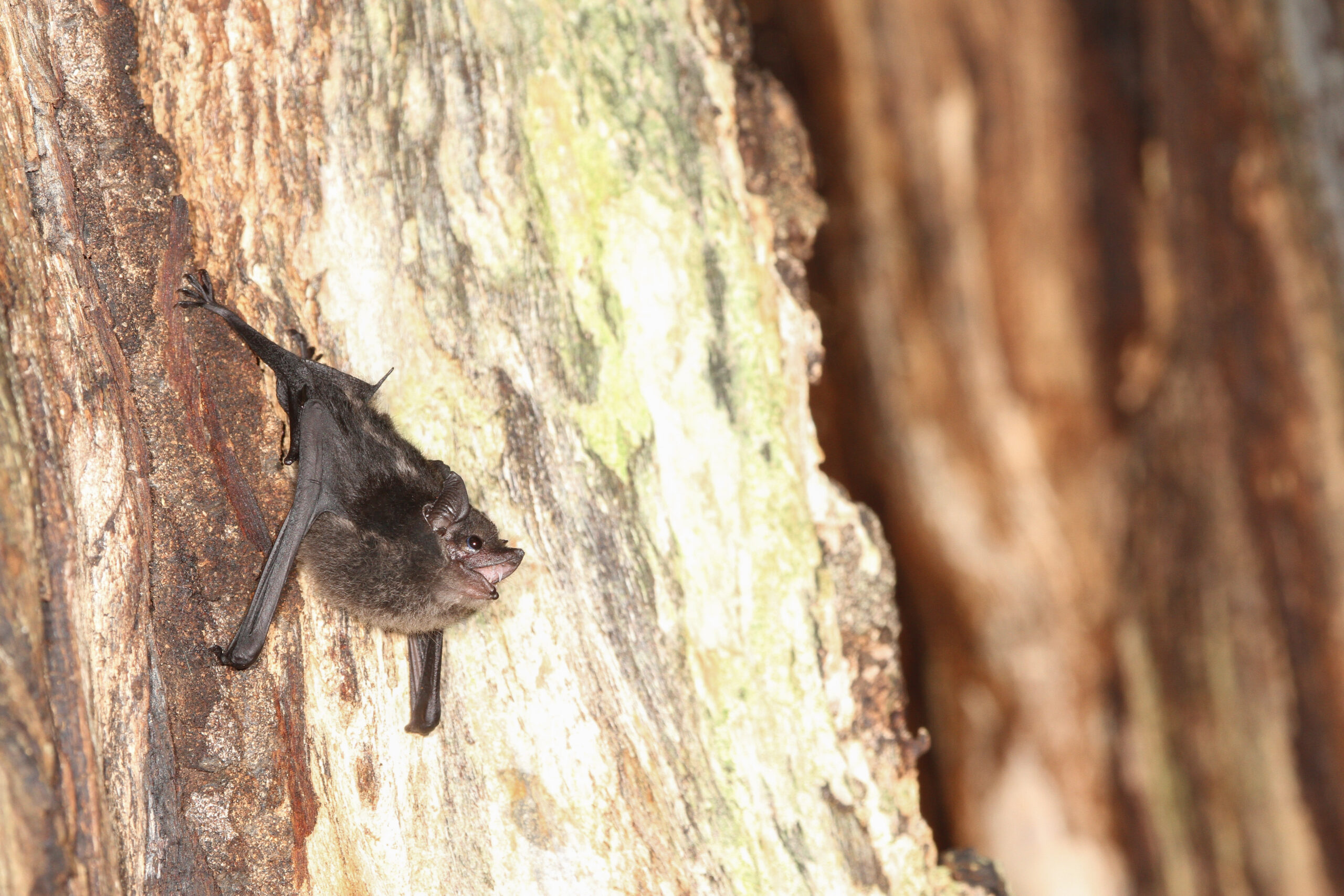 Greater Sac-winged bat pups practice talking to themselves for minutes at a time. 