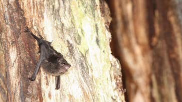Both bats and humans test out talking as infants