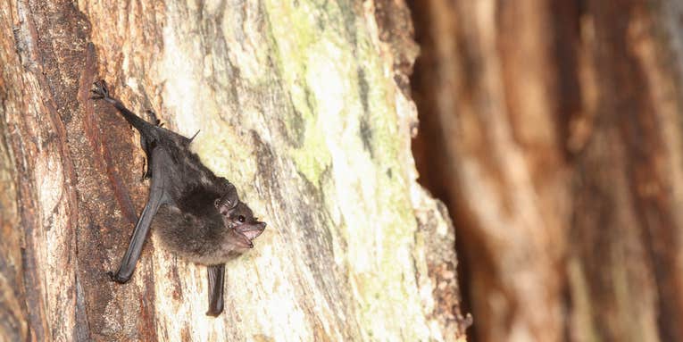 Both bats and humans test out talking as infants