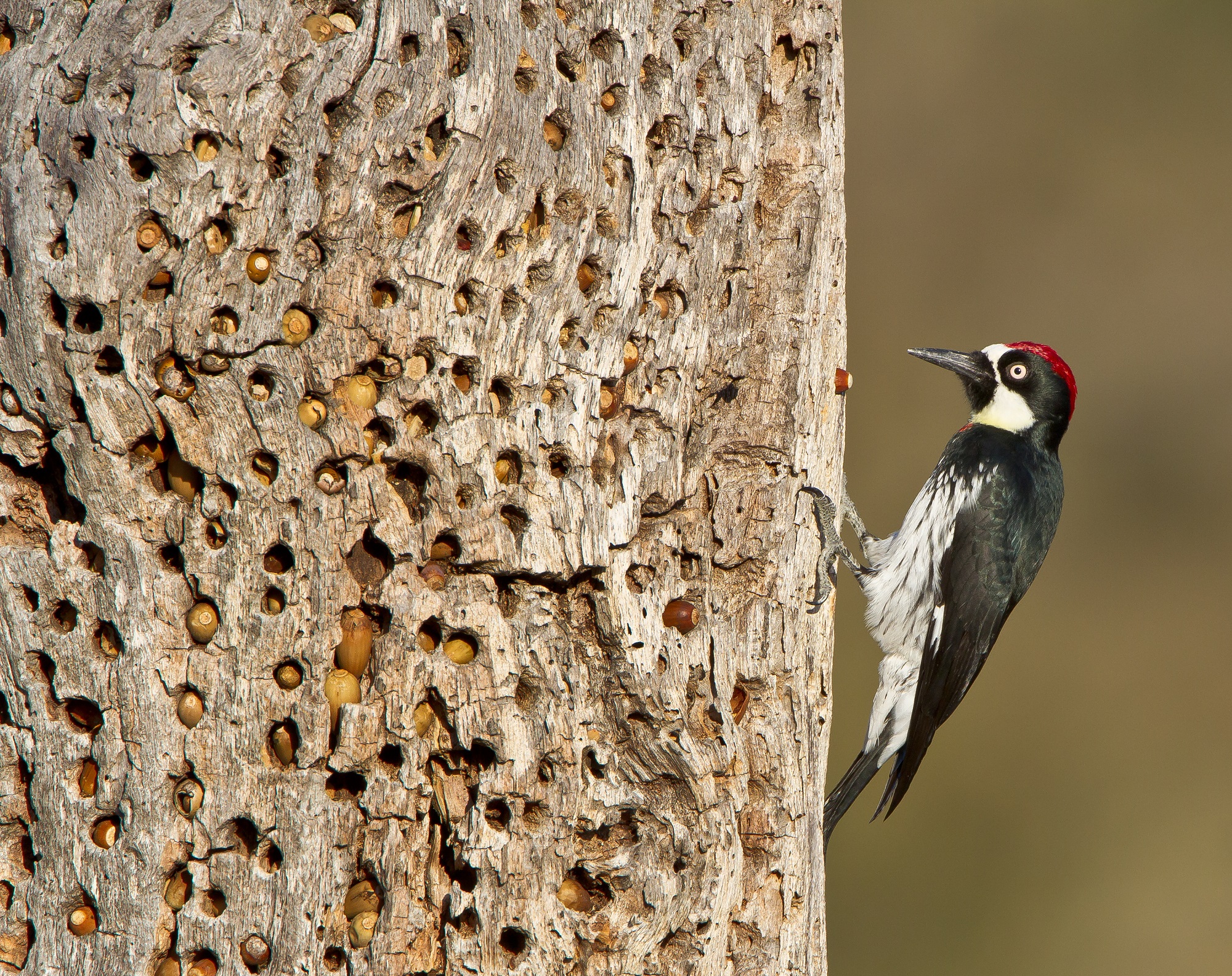 Male acorn woodpecker with tree cache