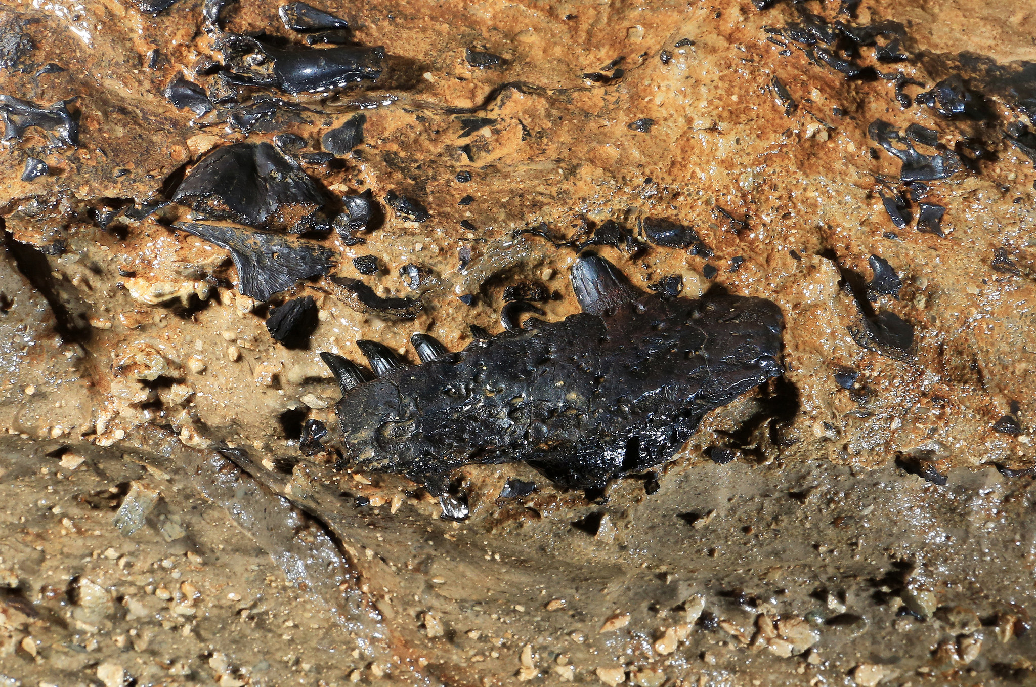tetrapod fossil