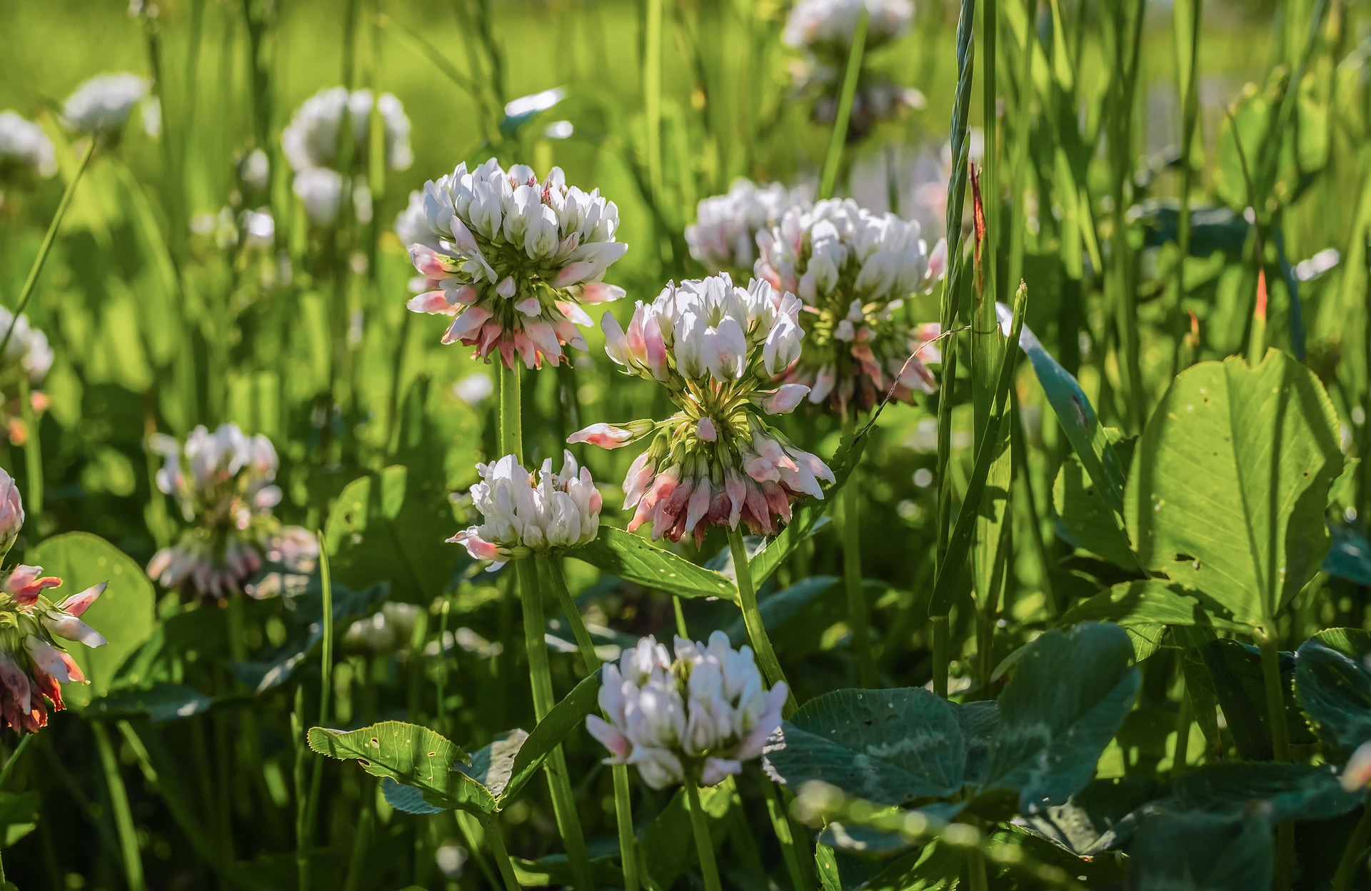 Clover is a great plant to start with for making your lawn more environmentally-friendly. 