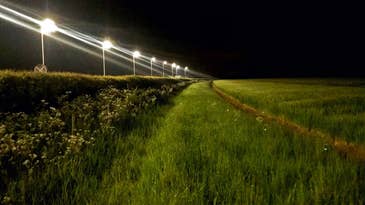 Streetlights are making caterpillars grow up faster—and that’s a bad thing