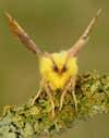canary-shouldered thorn moth