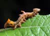 pebble prominent moth caterpillar climbing on a leaf