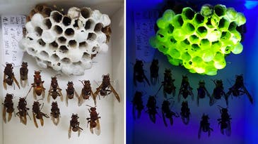 Paper wasp nests have a secret fluorescent glow
