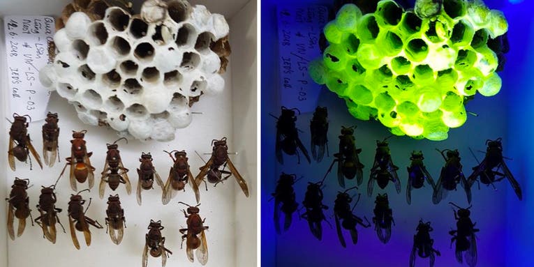 Paper wasp nests have a secret fluorescent glow