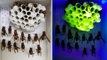 Two photos of wasps and their nests. The photo on the left is under regular light, and the nest appears off-white. The photo on the right is under blacklight, and the nest glows highlighter yellow.