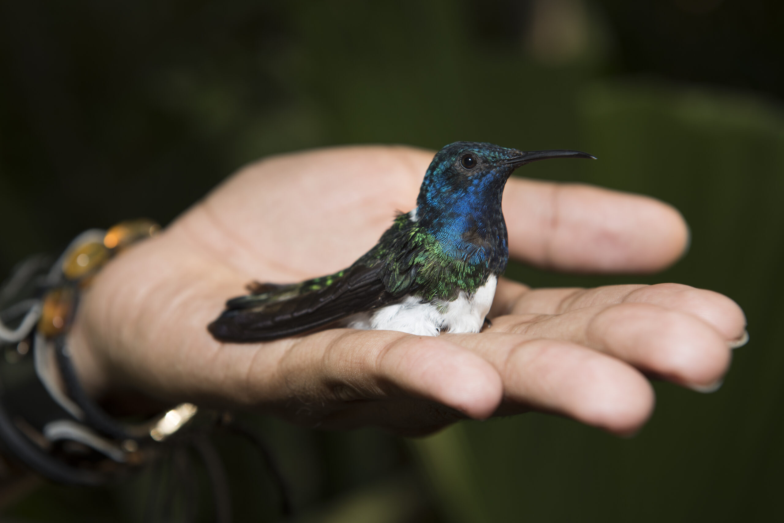 These female hummingbirds don flashy male feathers to avoid unwanted harassment