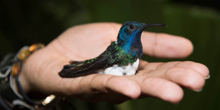 These female hummingbirds don flashy male feathers to avoid unwanted harassment