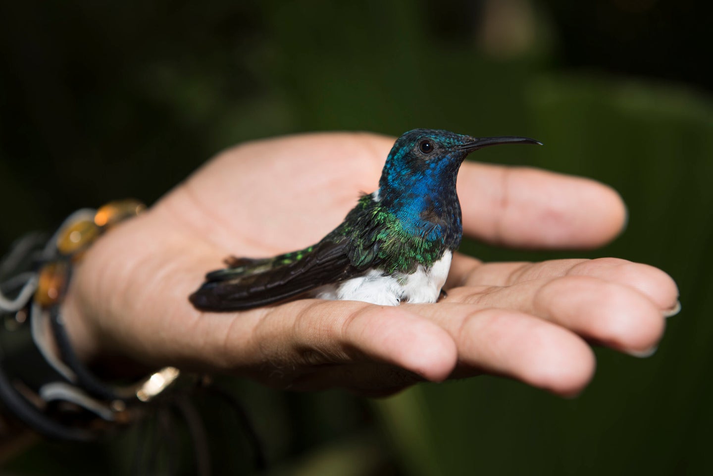 This female hummingbird has taken on the bright blue coloring of her male counterparts.