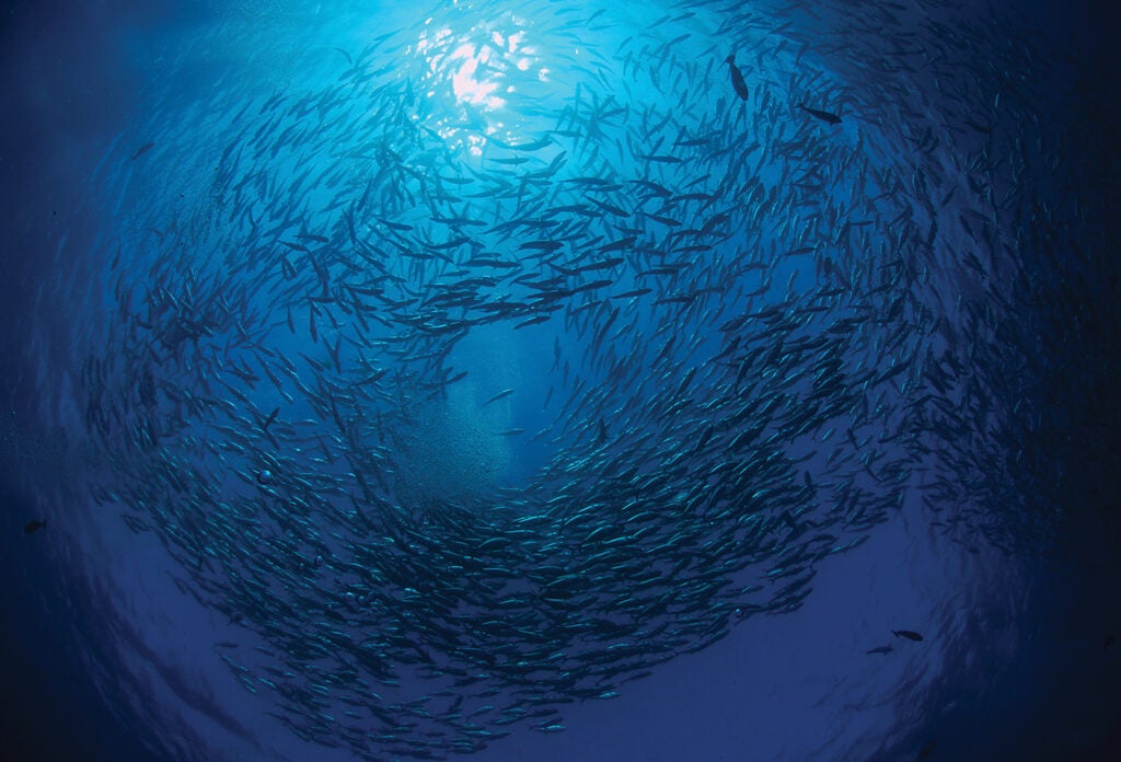 Circling school of jacks trevally in blue water above Liberty Wreck, Bali, Indonesia.