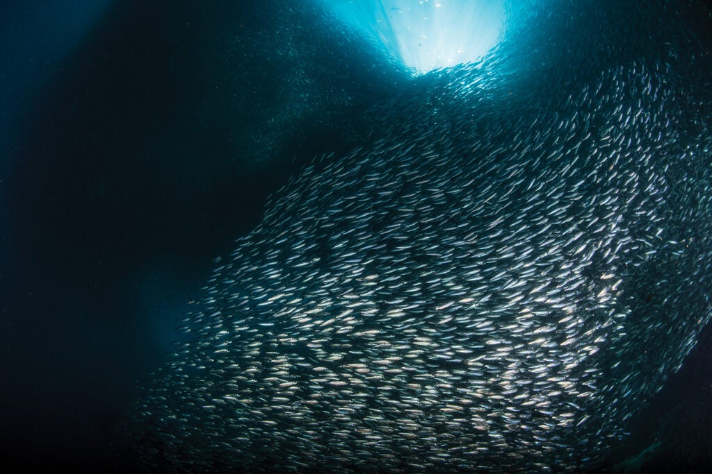 Massive school of millions of sardines, Cebu, Philippines.