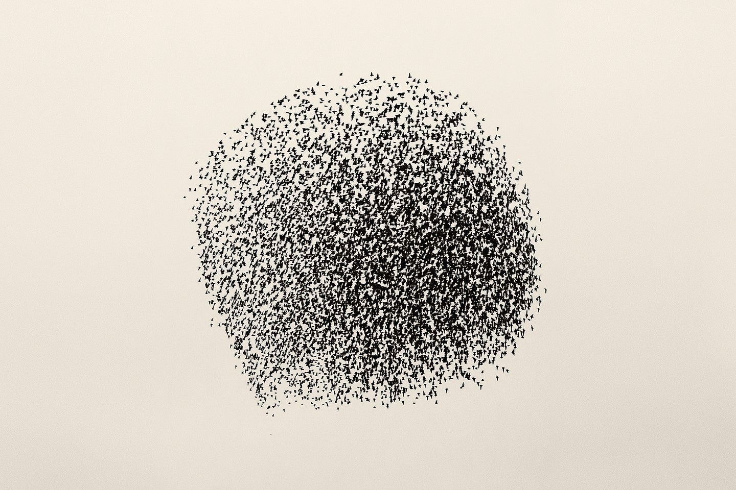 a murmuration of starlings form a large sphere