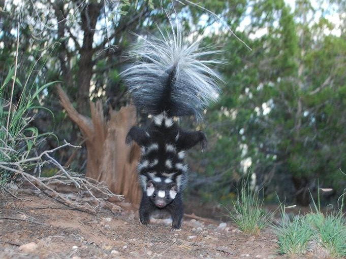 More skunks can do handstands than we thought