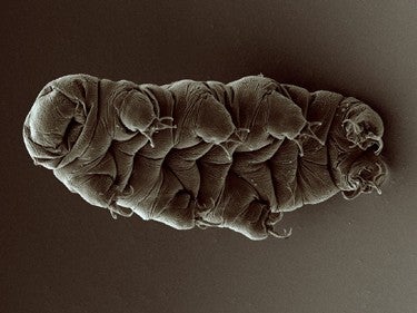 A microscopic image of a tardigrade, a pillowy creature with eight legs.