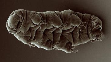 We’ve seen how tardigrades walk, and it’s mesmerizing