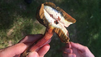 Cracked cap bolete mushroom foraged in Green-Wood Cemetery in Brooklyn, New York City