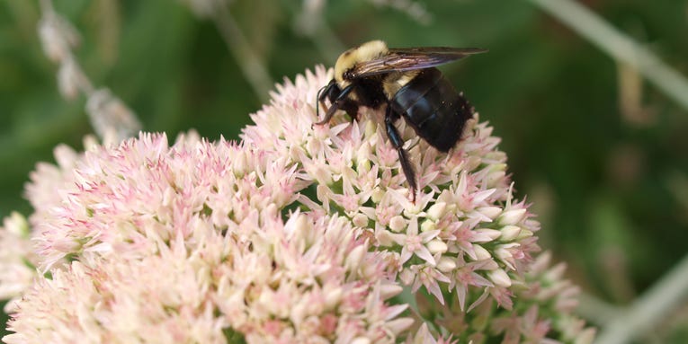 Easy ways to stop carpenter bees from remodeling your home