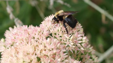 Simple ways to get carpenter bees to stop remodeling your home