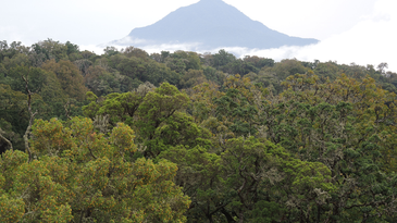African rainforests are stronger carbon sinks than the Amazon