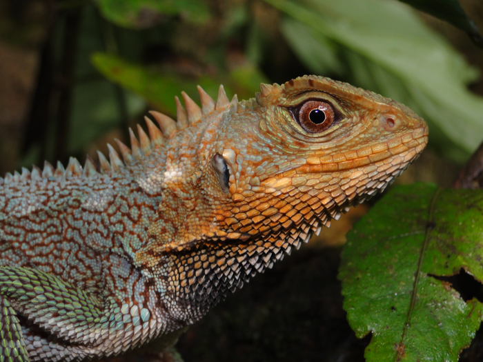 The unique reptile is noted for its unique scales and gold-ringed eyes. 