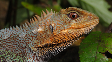 This rainbow-scaled lizard lived anonymously in the Andes—until now
