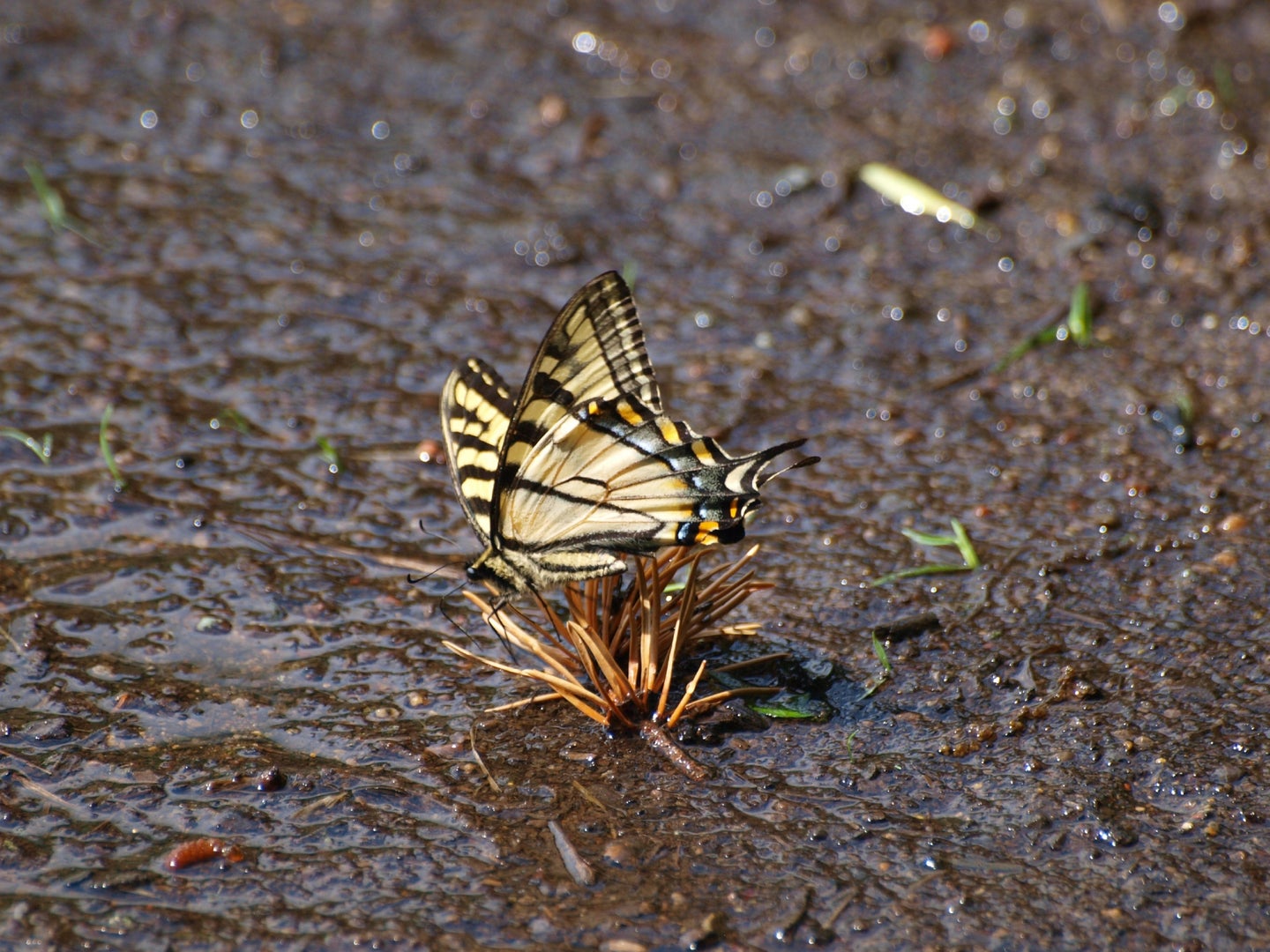 A tiger swallowtail butterfly puddling and drinking water in a muddy area.