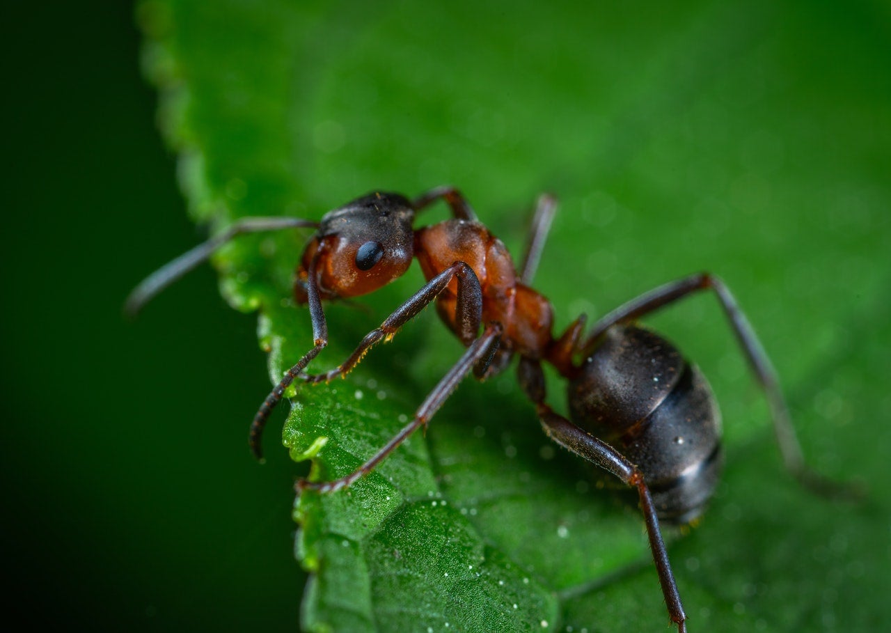 A red and brown ant on a green leaf.