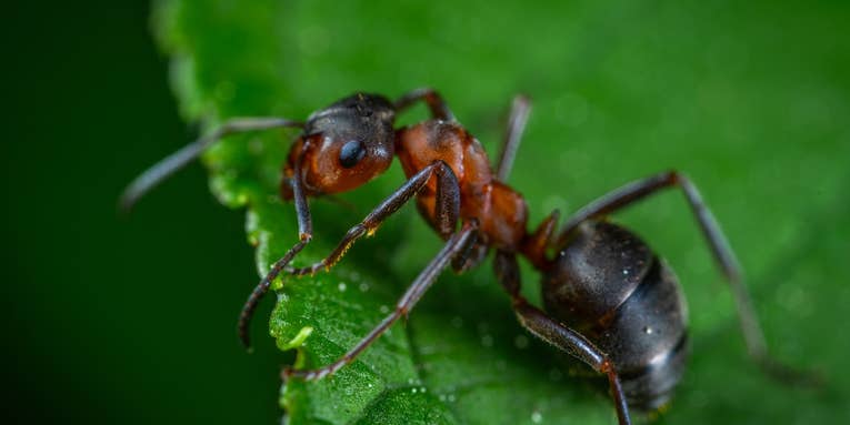 Surprise: Ants have teeth. Here’s how they keep them sharp.